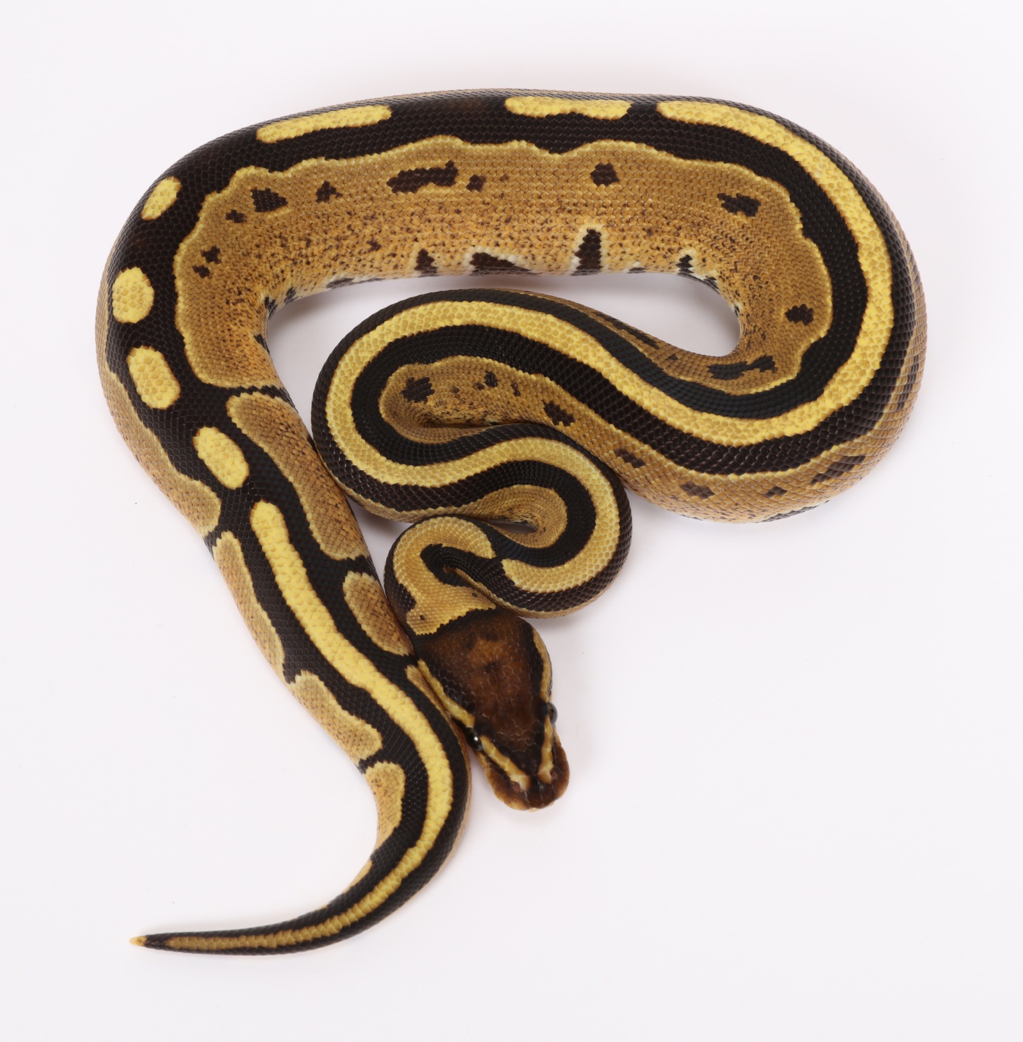 Genetic Stripe