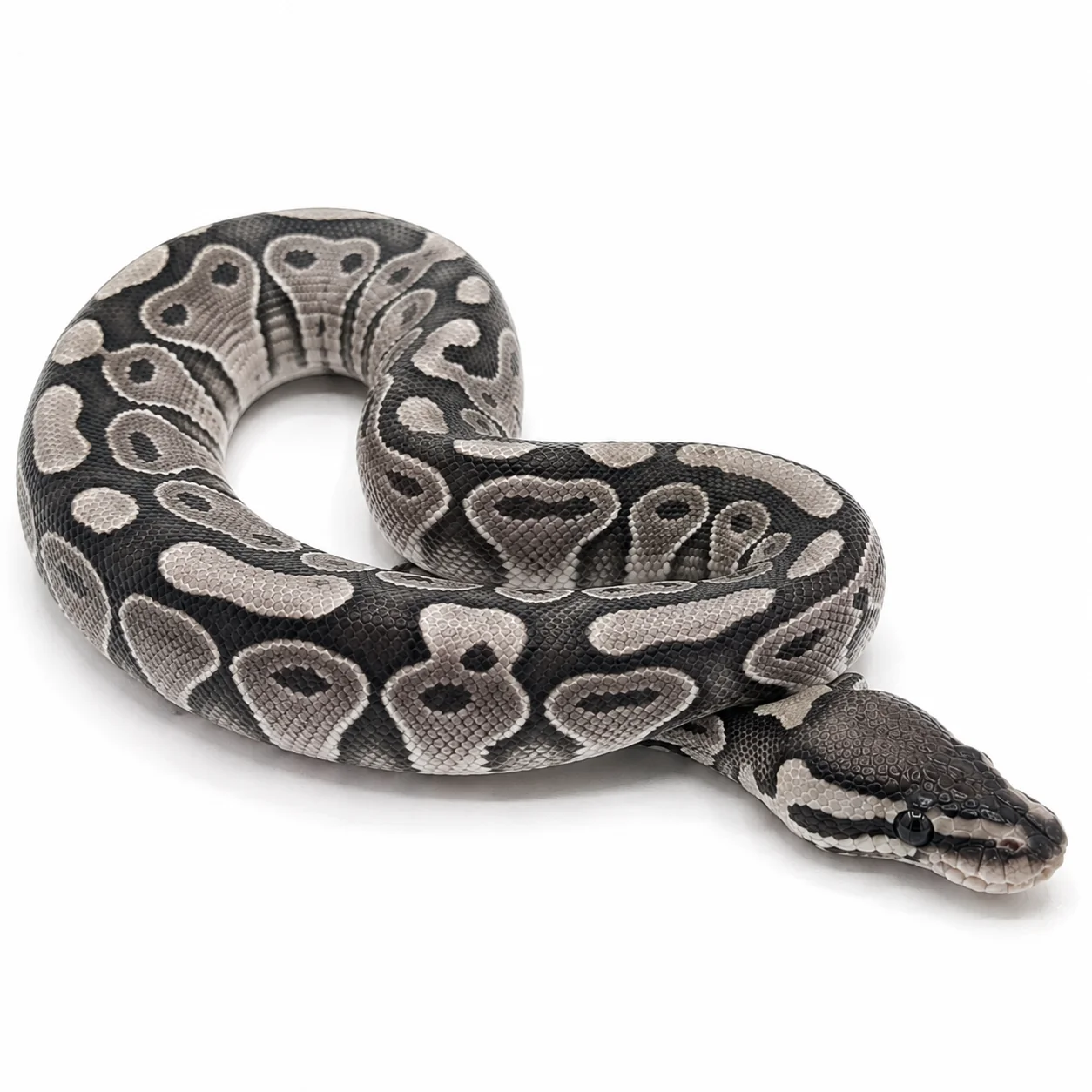 Axanthic VPI