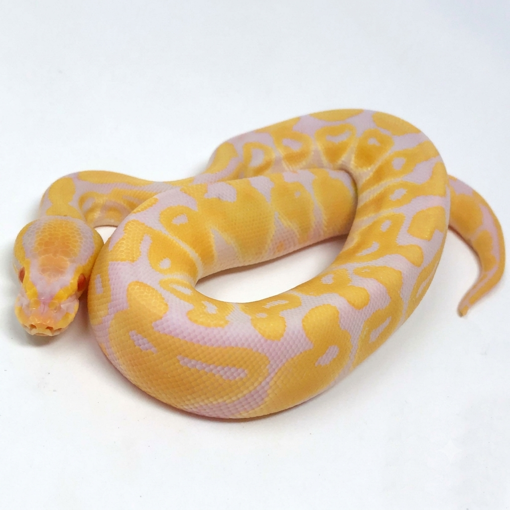 Albino