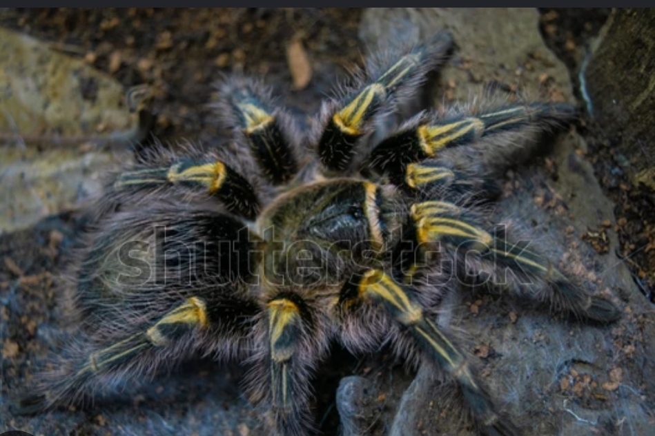 Gramostola Pulchripes