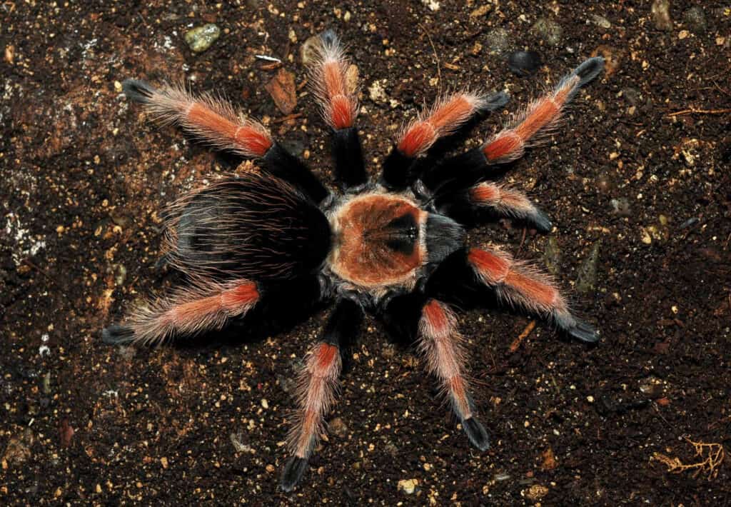 Brachypelma boehmei
