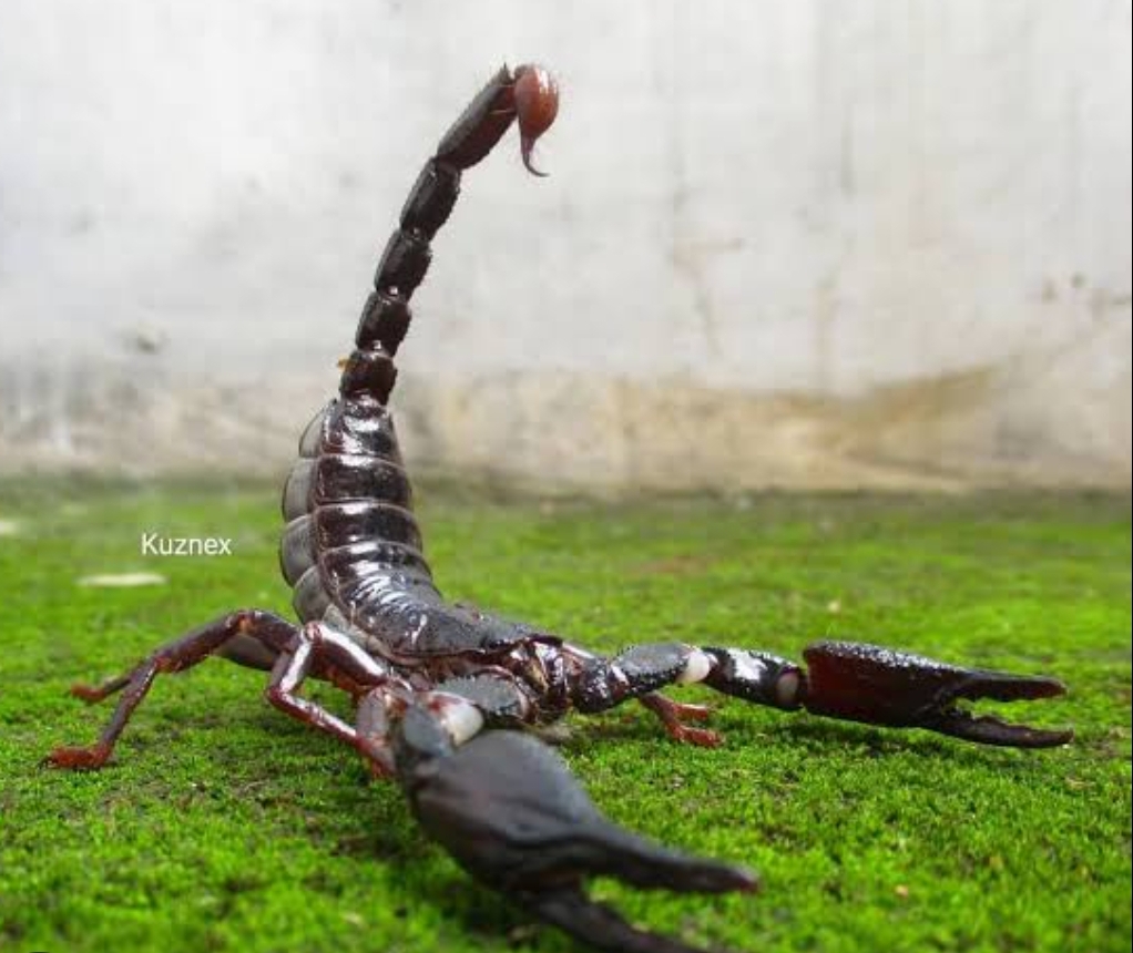 Heterometrus longimanus