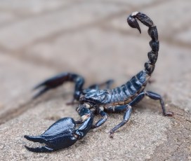Heterometrus cyaneus