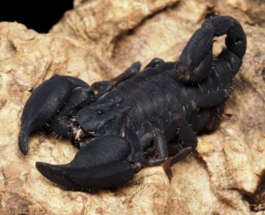 Chaerilus Variegatus