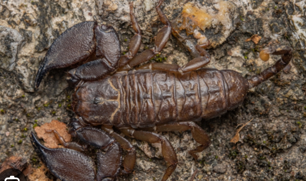 Liocheles australasiae