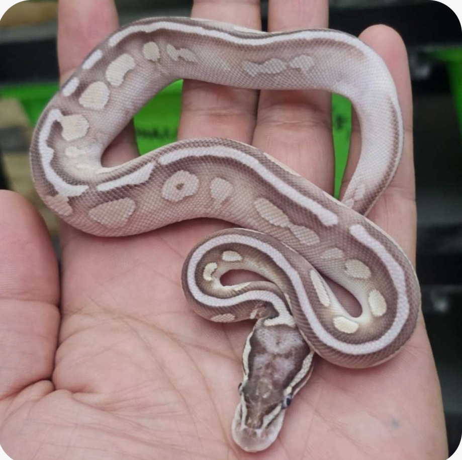 Ball Python