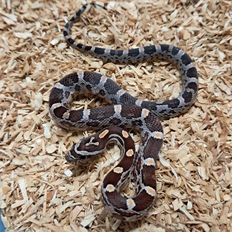 Normal Het Scaleless Het Albino/Amelanistic