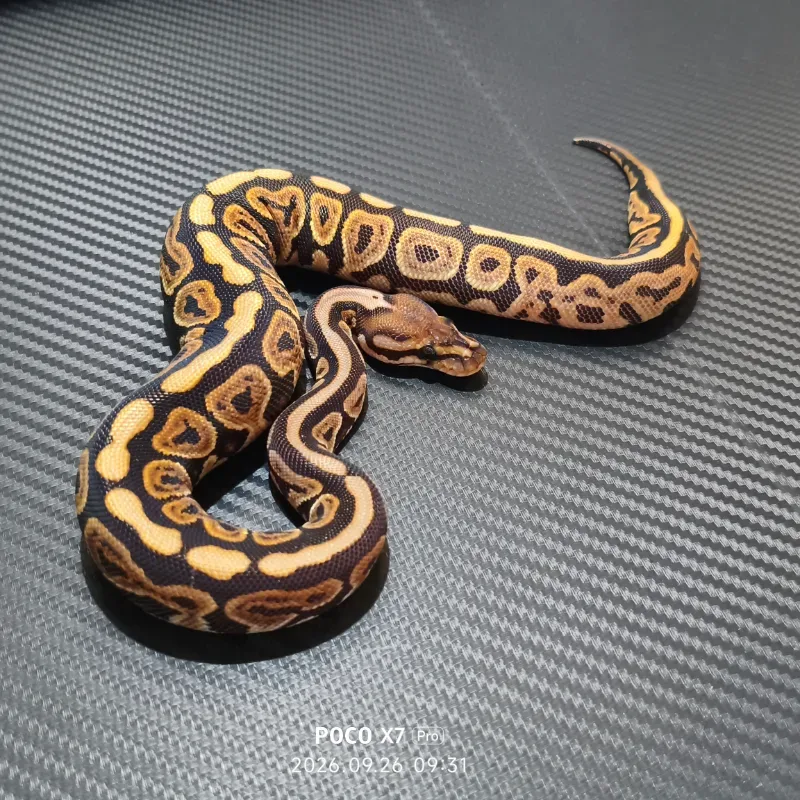 Blackpastel het albino
