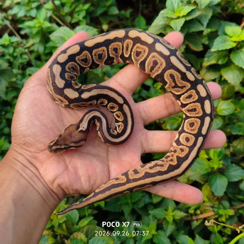 Blackpastel het albino