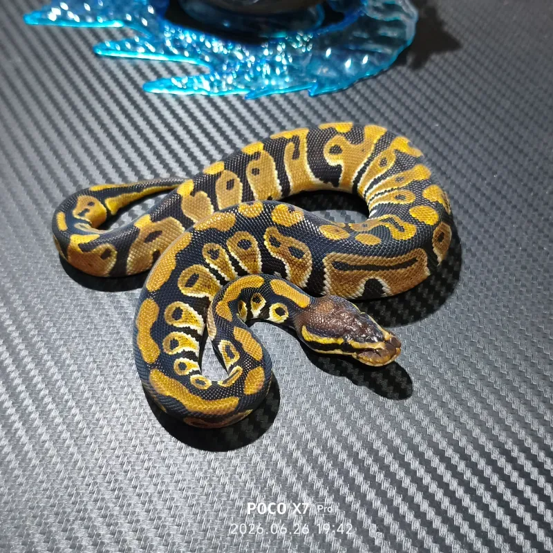 Double het dessert ghost clown