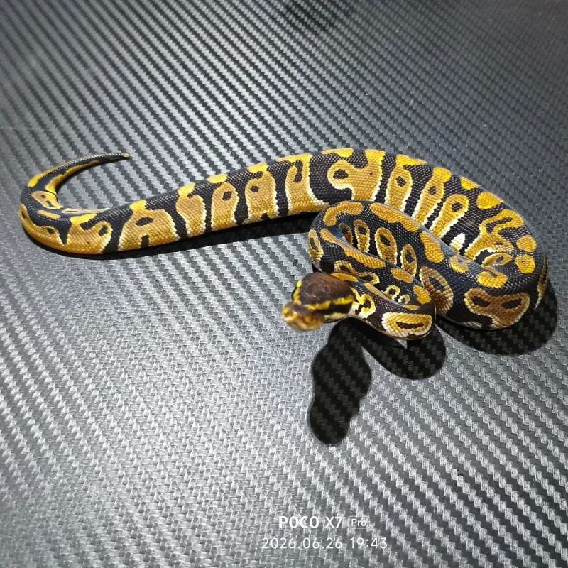 Double het dessert ghost clown