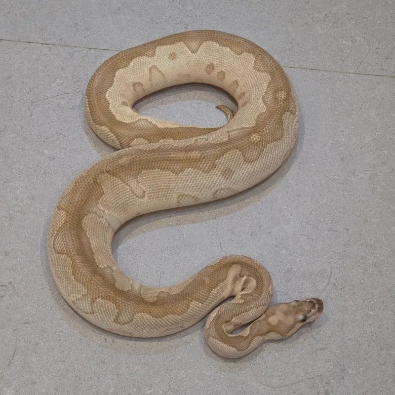Lesser Clown