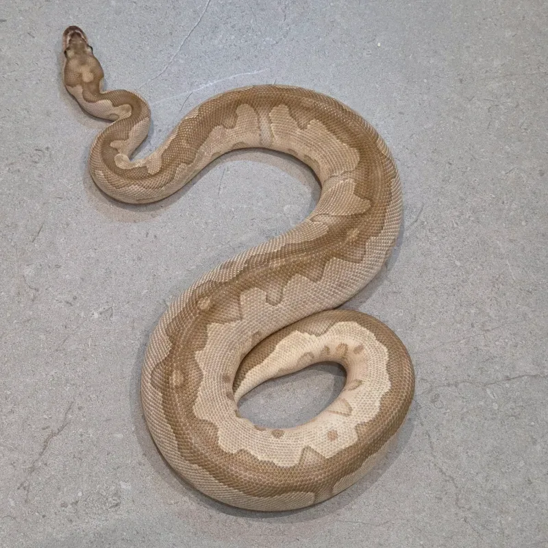 Lesser Clown