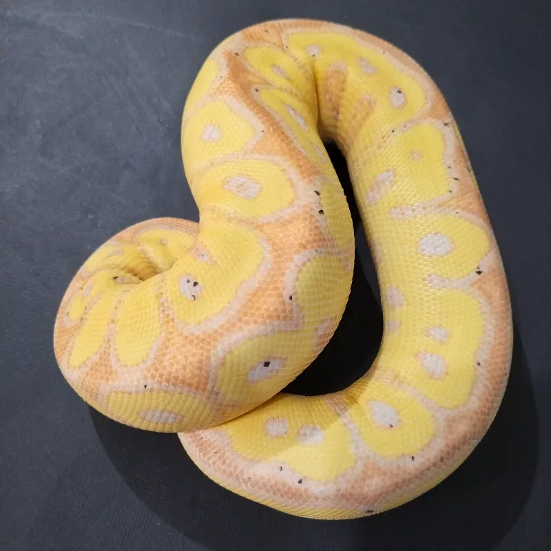 Banana Yellowbelly (Red Stripe) Clown