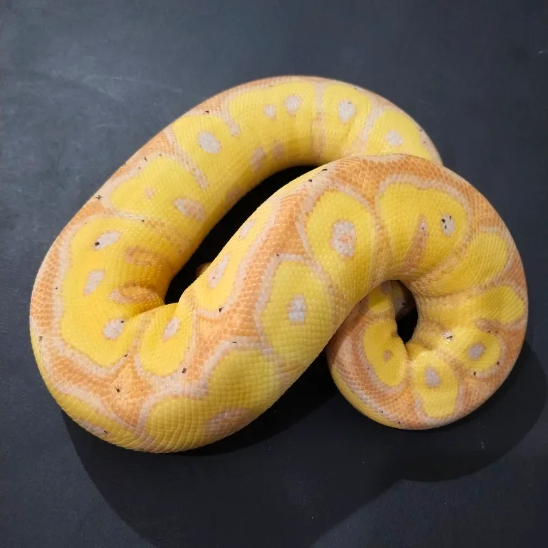 Banana Yellowbelly (Red Stripe) Clown