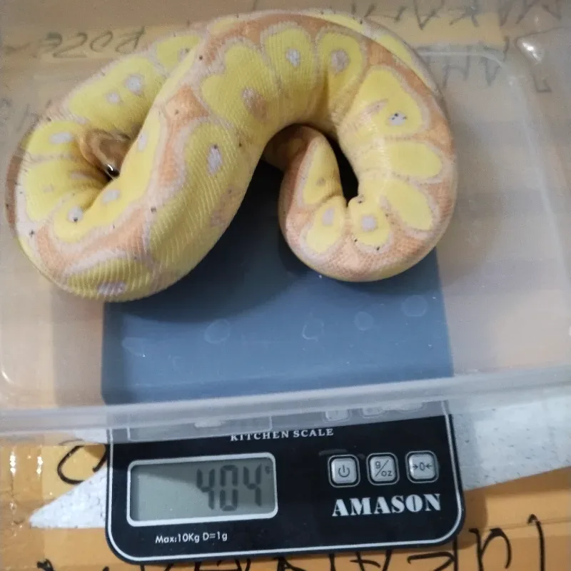 Banana Yellowbelly (Red Stripe) Clown