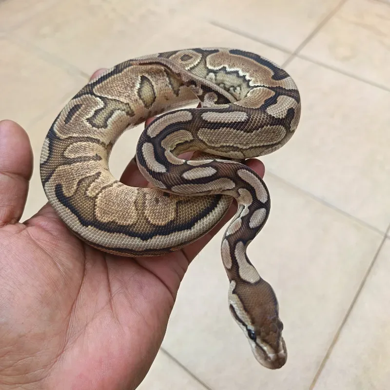 Cinnamon Pastel Het Clown