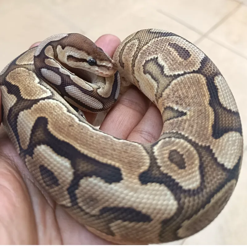 Cinnamon Pastel Het Clown