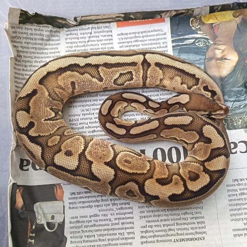 Cinnamon Pastel Het Clown