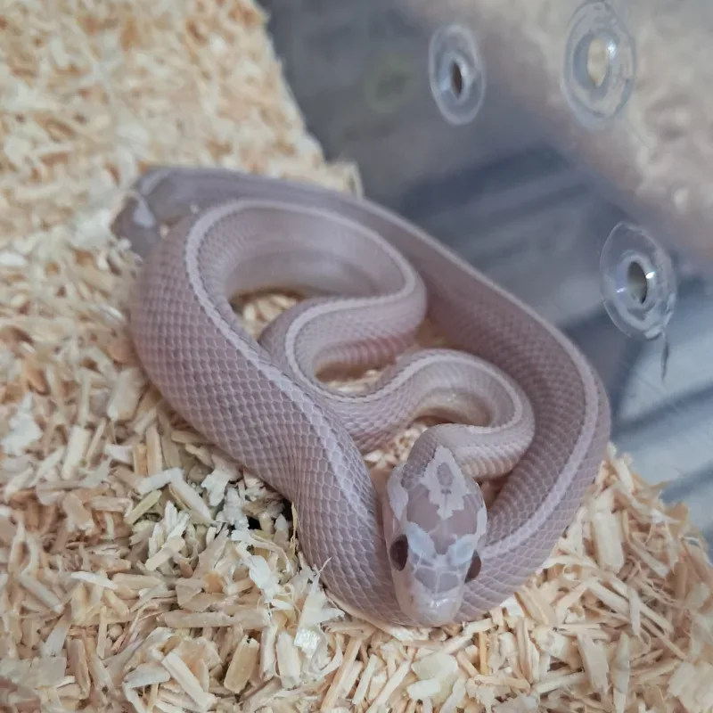 Hypo pinstripe lavender