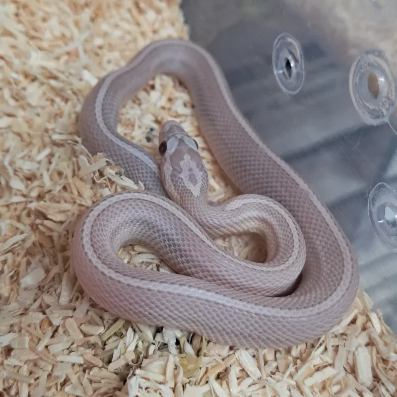 Hypo pinstripe lavender