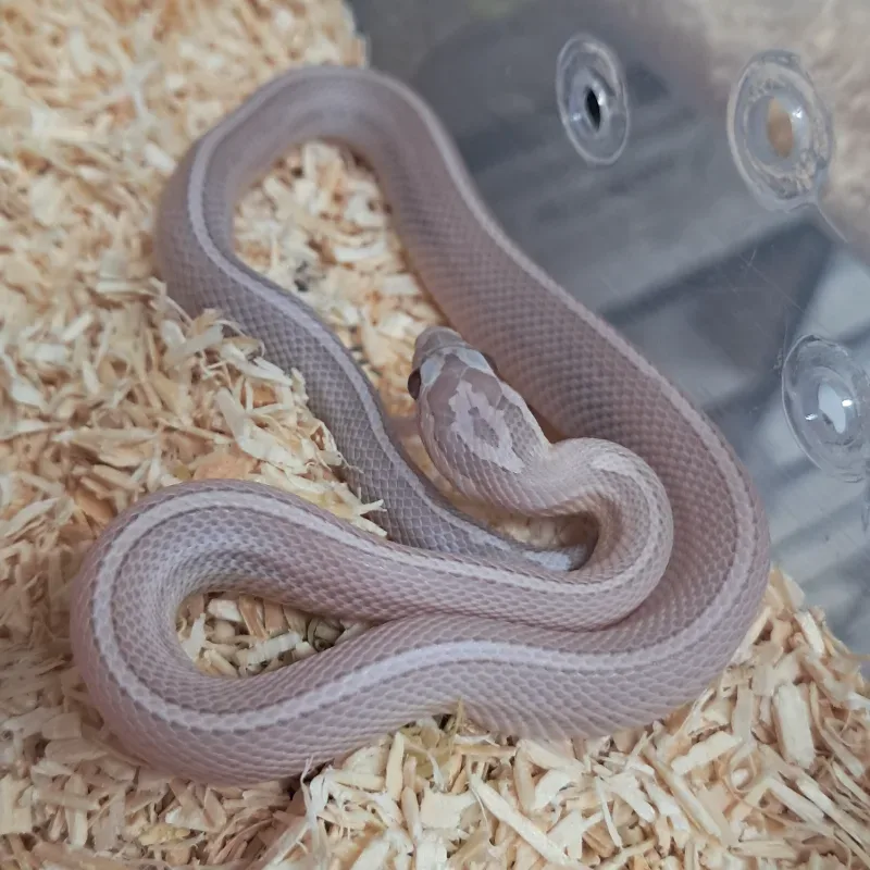 Hypo pinstripe lavender