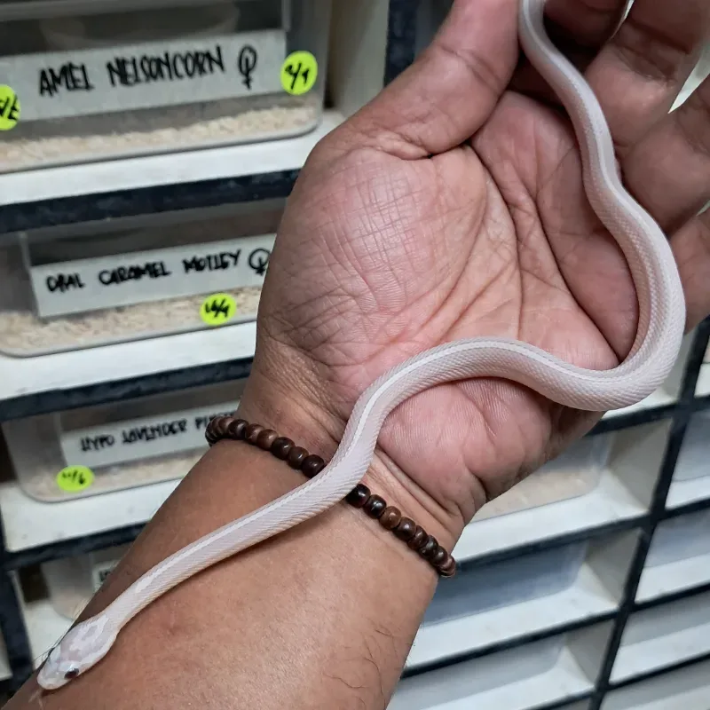 Hypo pinstripe lavender