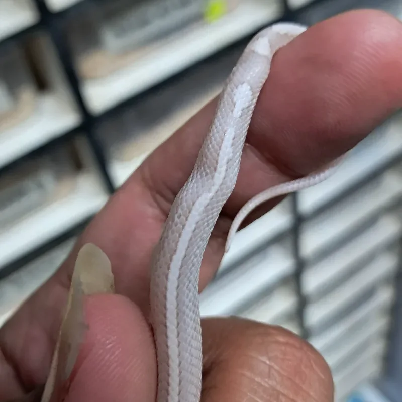 Hypo pinstripe lavender