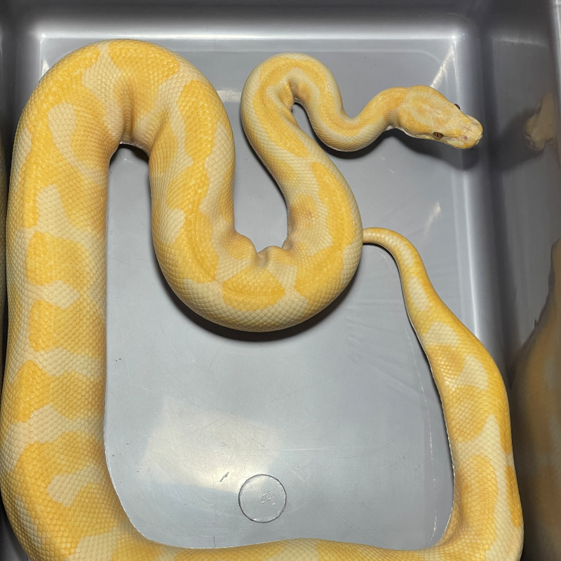Enchi Lavender Albino Het Clown