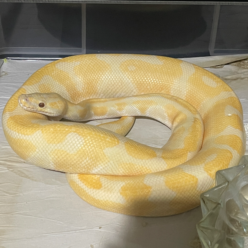 Enchi Lavender Albino Het Clown