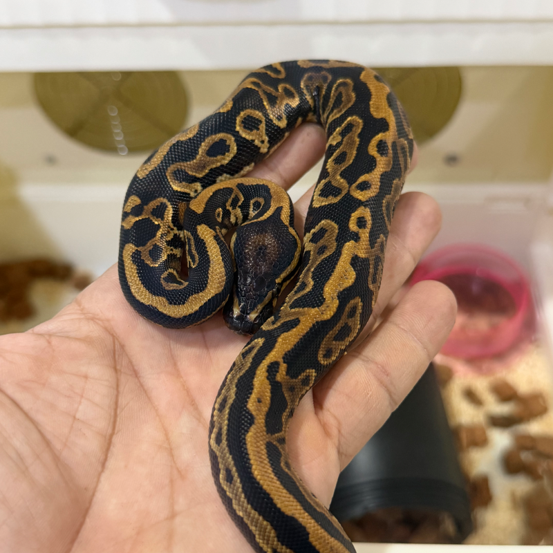 Ball Python