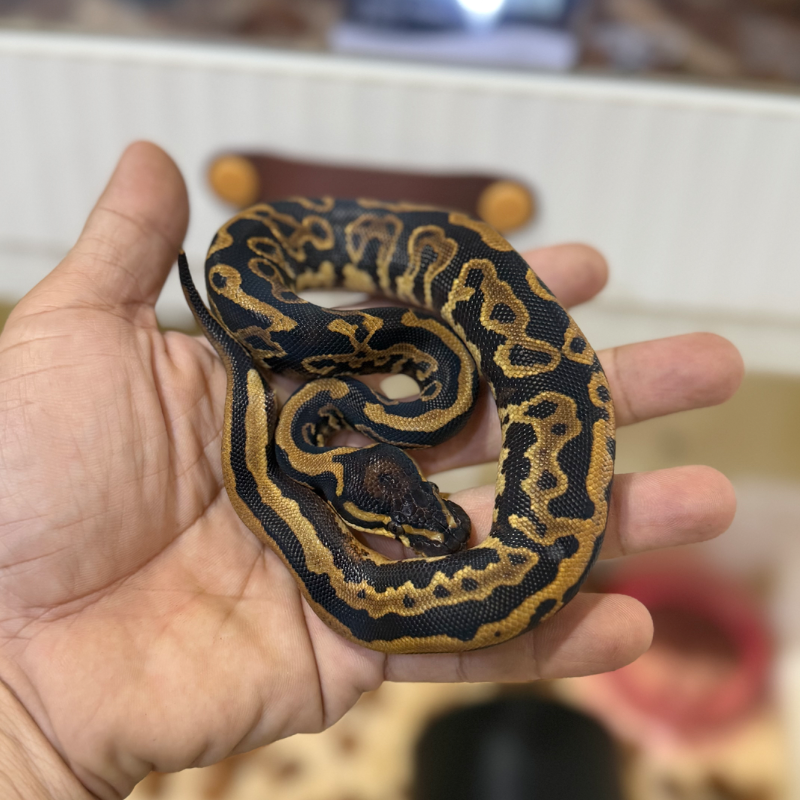 Animal 2