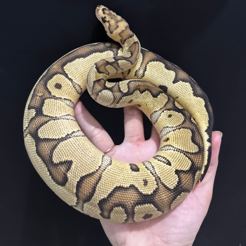 Fire Clown Het DG