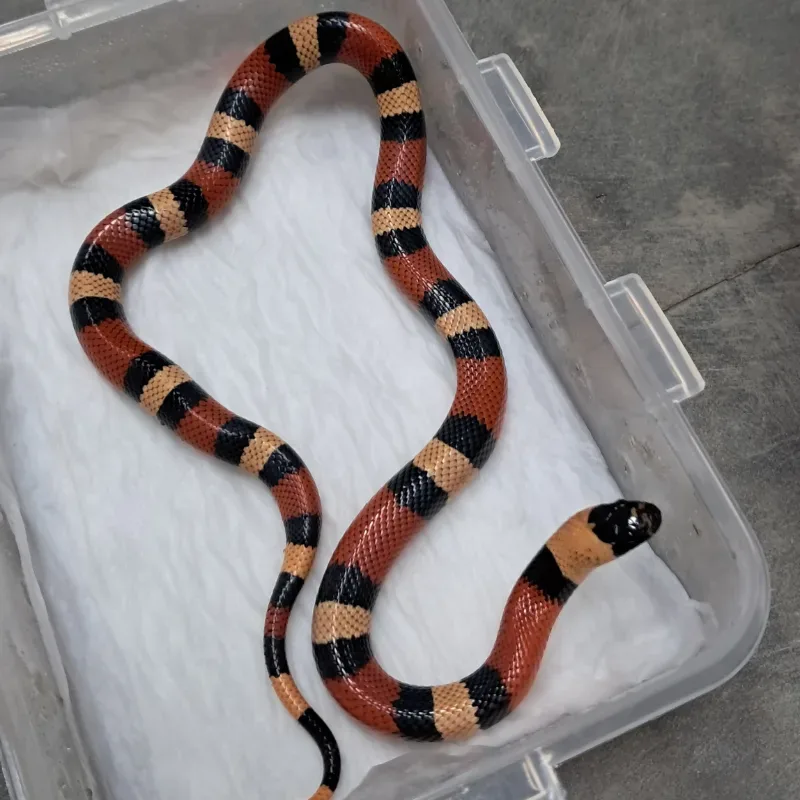 Het Hypo