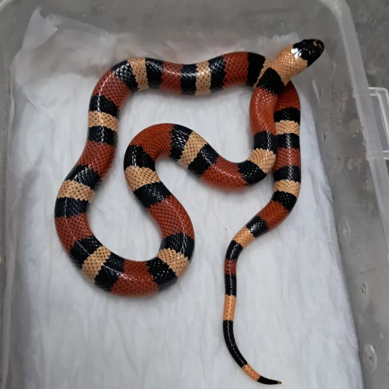 Pueblan apricot het hypo