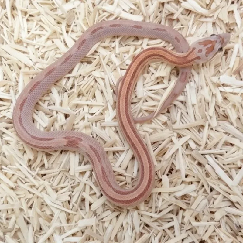 Caramel Stripe Motley