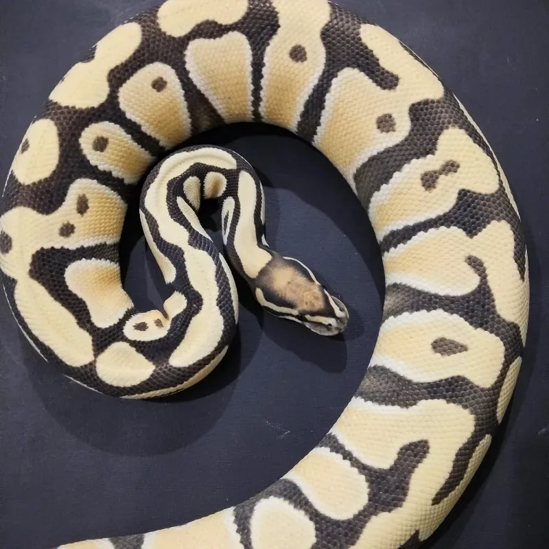 Orange Dream Desert Ghost Het Clown