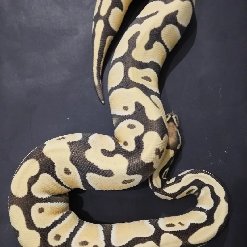 Orange Dream Desert Ghost Het Clown