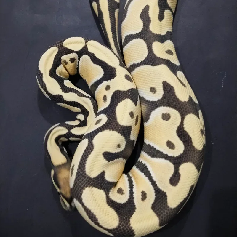Orange Dream Desert Ghost Het Clown
