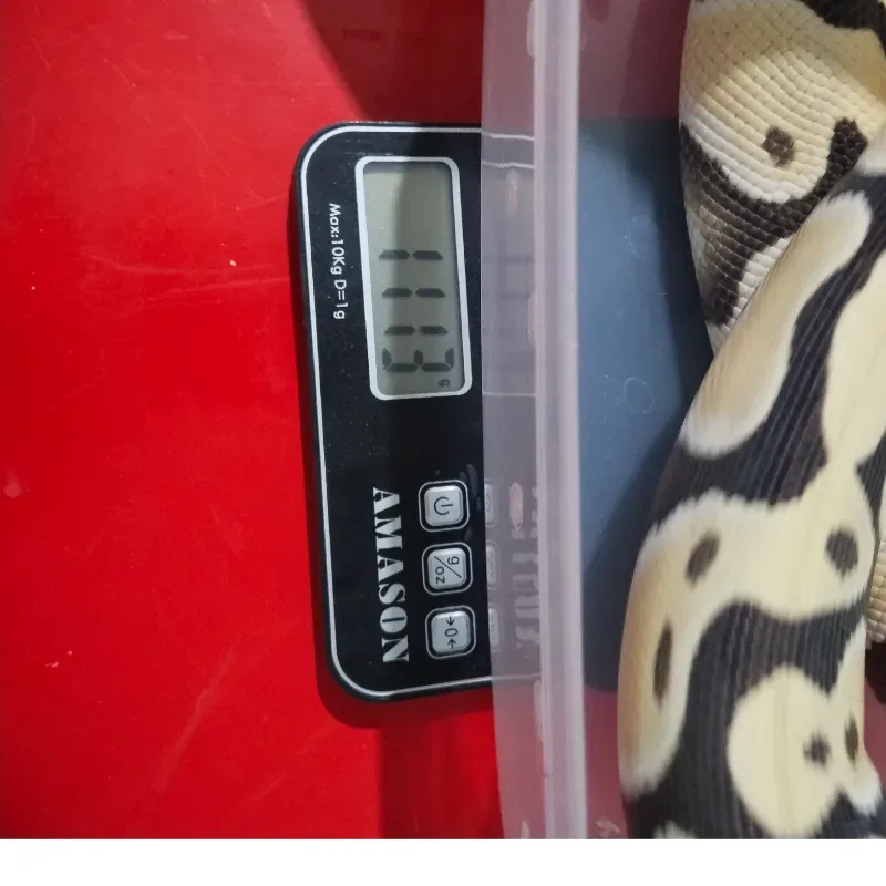 Orange Dream Desert Ghost Het Clown