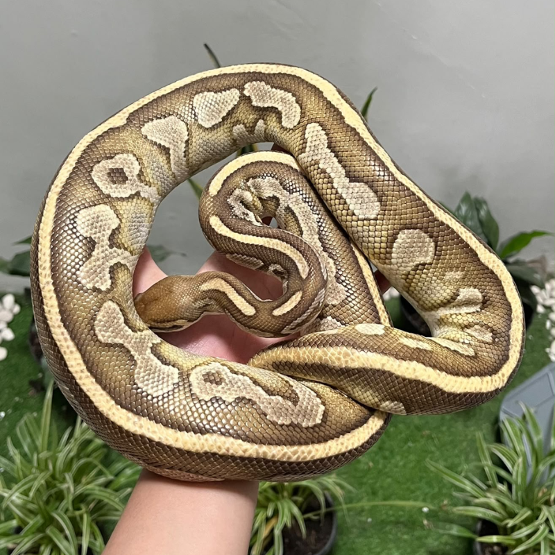 Leopard Lesser Fire