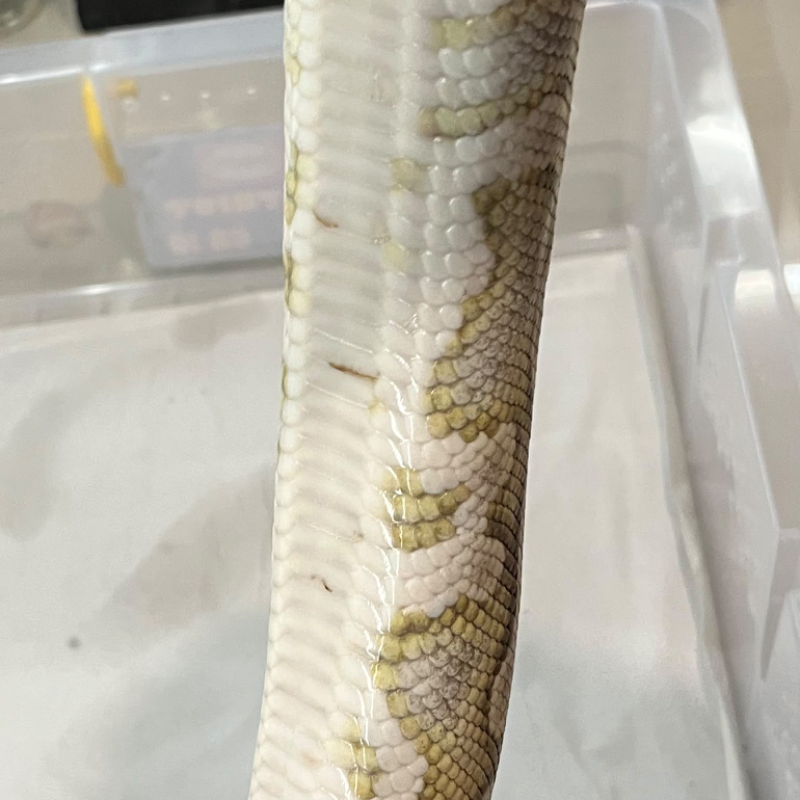 Leopard Lesser Fire