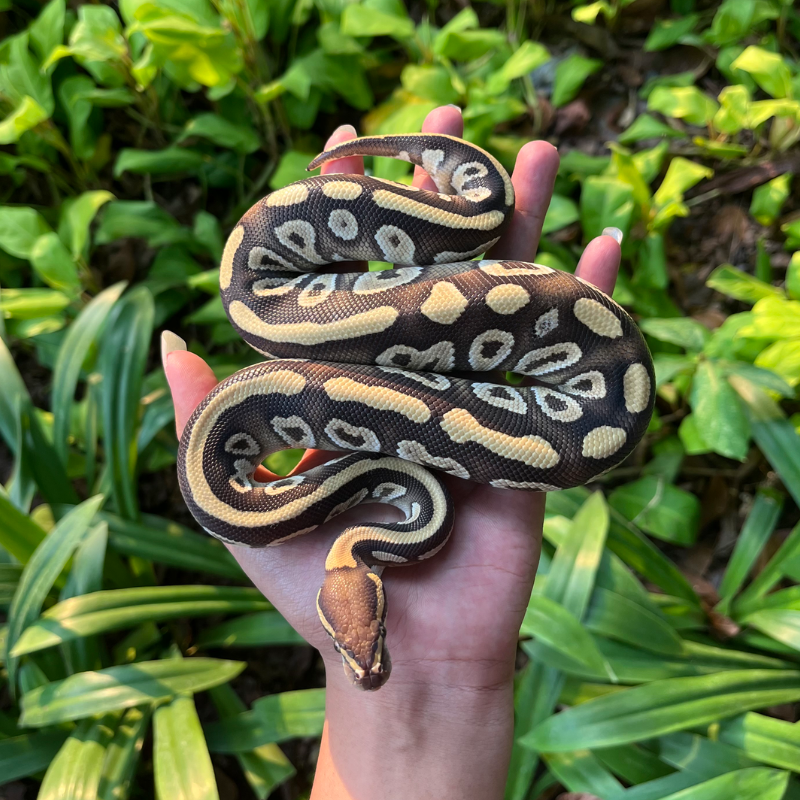Mojave Female