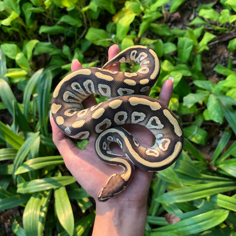 Mojave Female