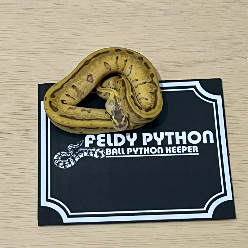 Enchi Leopard Lemonblast Ball Python