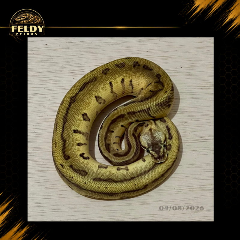 Enchi Leopard Pastel Pinstripe