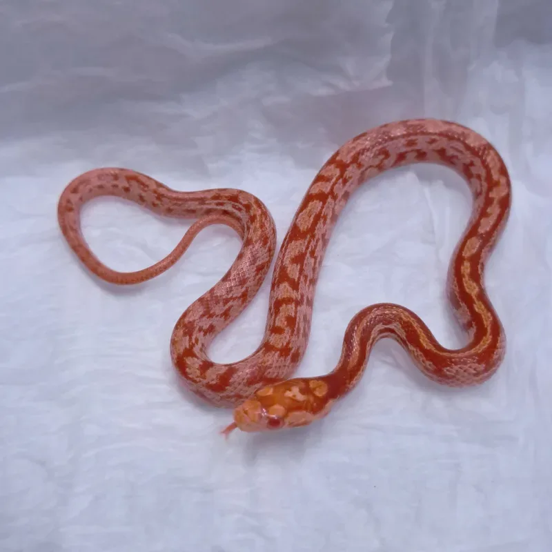 Supercorn tessera