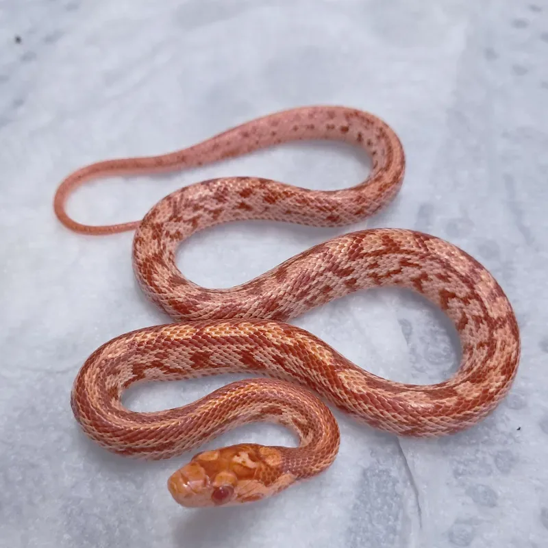 Supercorn tessera