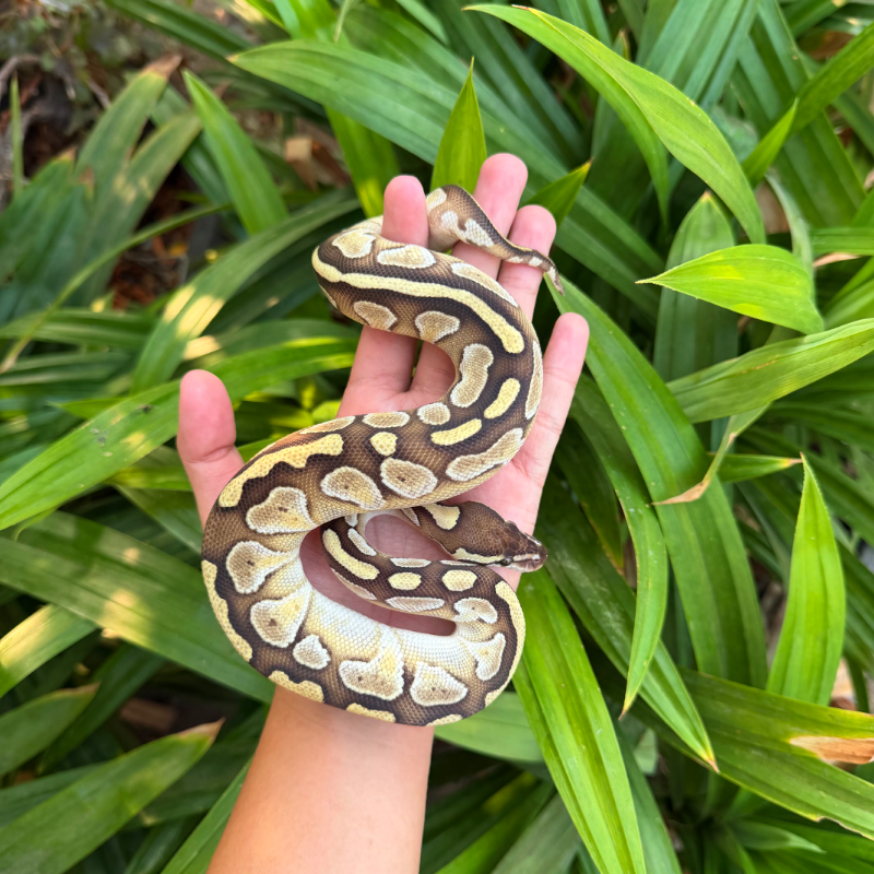 Lesser