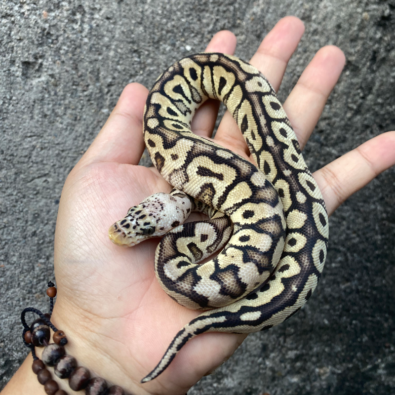 Pastel Spotnose Clown